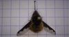 Bombylius major